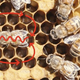 Illustration for article titled To find the perfect home, bees must become dance critics